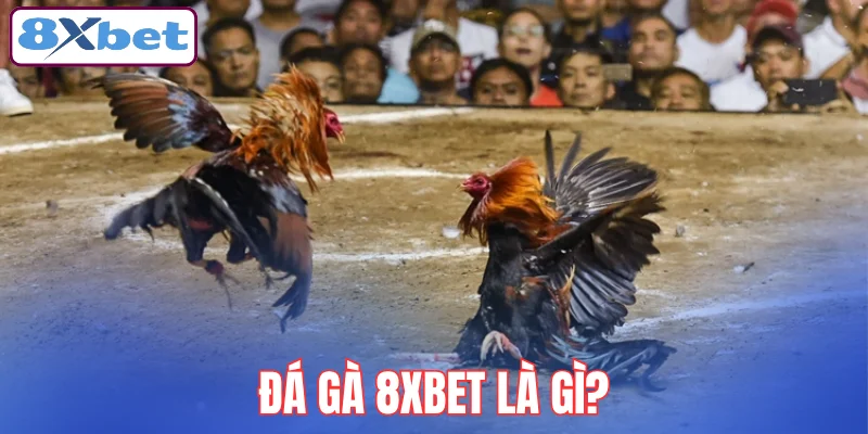 da-ga-8xbet-la-gi